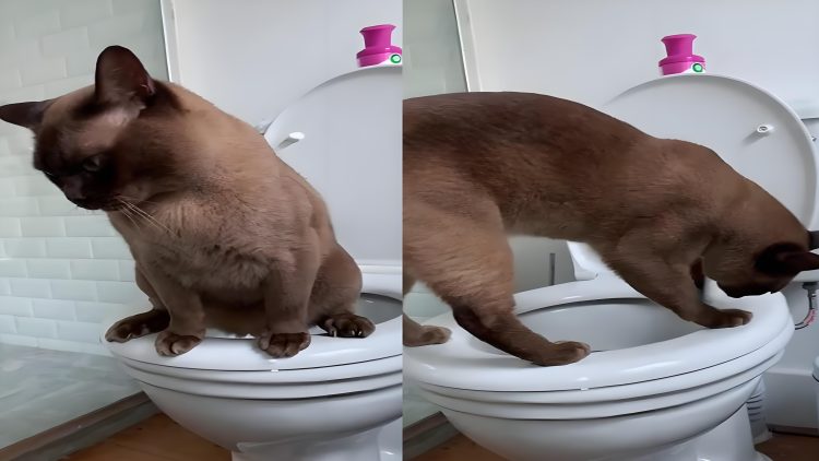 How do you potty train a kitten without a litter box