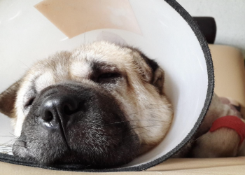 Post-Spay/Neuter: Essential Care for Your Dog’s Speedy Recovery