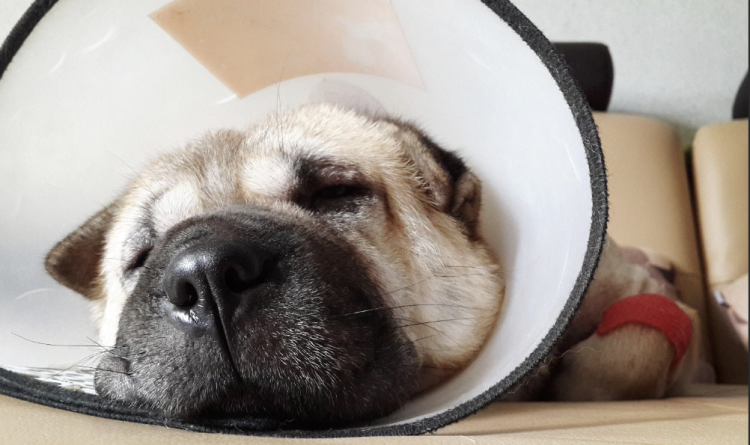 Post-Spay/Neuter: Essential Care for Your Dog’s Speedy Recovery