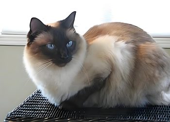 Are cats in Bali easy to train