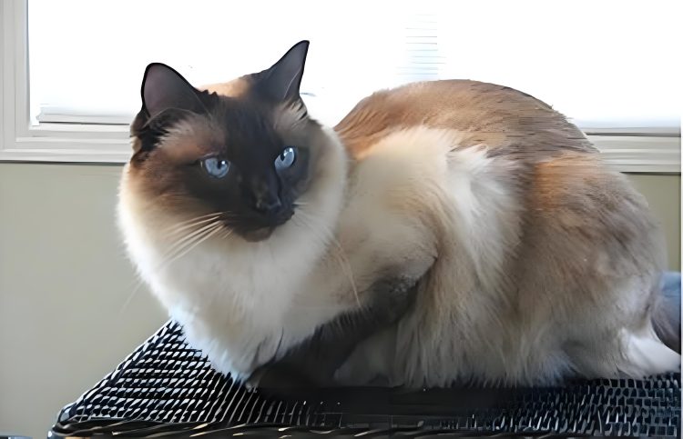 Are cats in Bali easy to train