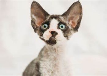 The Melodic Muse: Understanding the Vocal Devon Rex