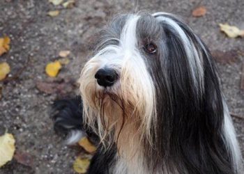 The Highland Companion: Nourishing the Spirited Bearded Collie
