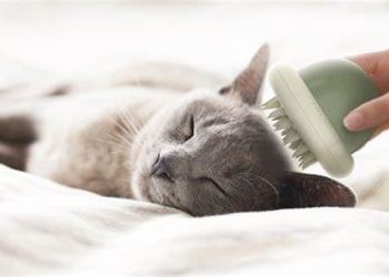 The Art of Grooming: Fostering Bonding with Every Brushstroke