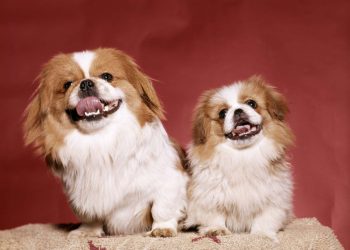 The Pekingese: An Epitome of Canine Royalty