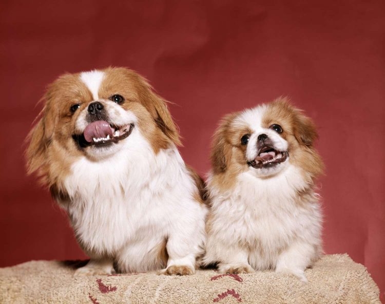 The Pekingese: An Epitome of Canine Royalty