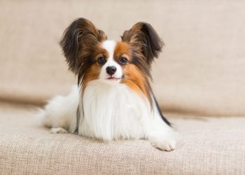 The Papillon: A Low-Maintenance Companion for the Easygoing Soul