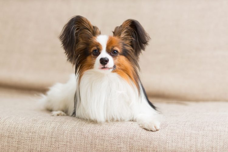 The Papillon: A Low-Maintenance Companion for the Easygoing Soul