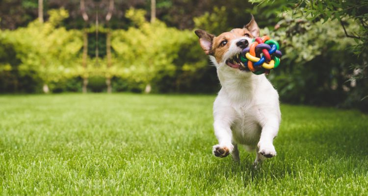 Ensuring Your Dog’s Health: A Guide to Sanitizing New Toys
