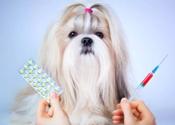 Four Essential Steps to Keep Your Dog’s Skin Disease-Free