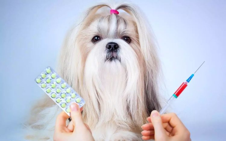 Four Essential Steps to Keep Your Dog’s Skin Disease-Free