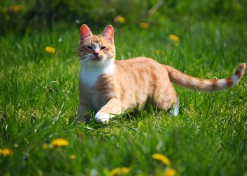 How to train a cat to pee outside