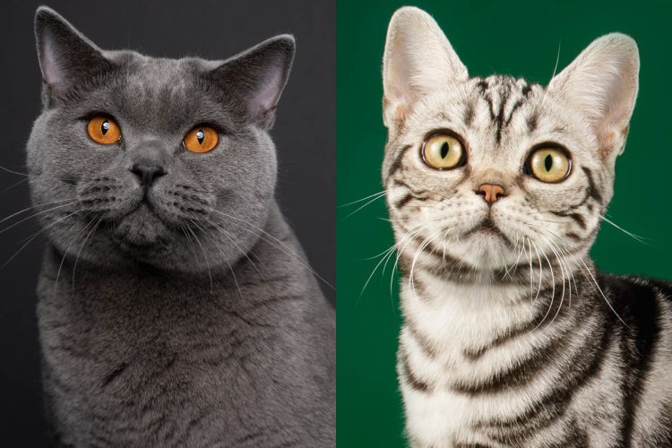 British Shorthair vs. American Shorthair: A Tale of Two Breeds Beyond Borders