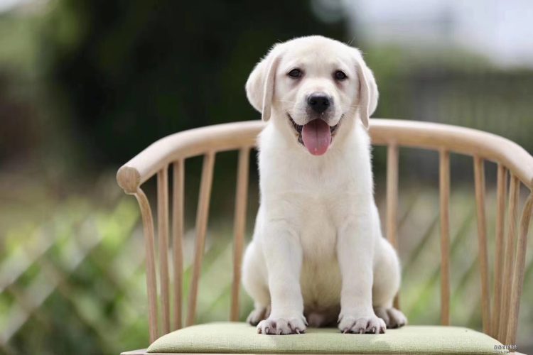 How do you train Labrador obedience