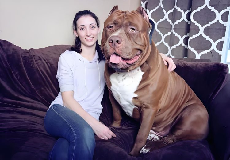 Four ways to make your Pit Bull awesome and powerful!