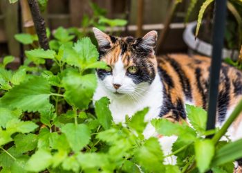The Delicate Dance with Catnip: Guidelines for Harmonious Feline Fun
