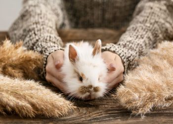 Cultivating Trust with Your Rabbit: A Comprehensive Guide