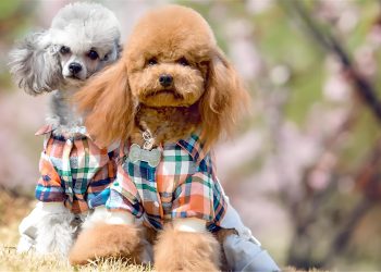 What basic training does Teddy do?