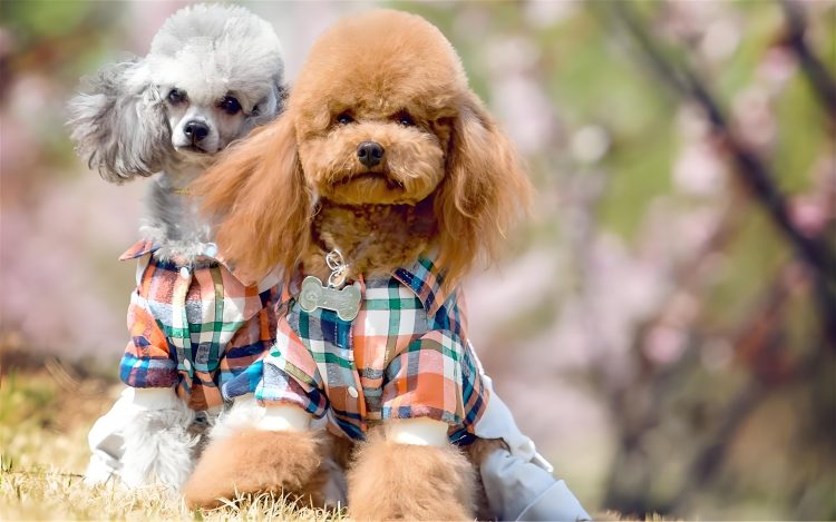 What basic training does Teddy do?