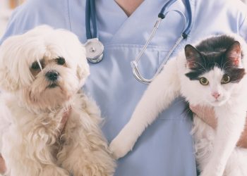 The Pet Care Renaissance: Nurturing Our Furry Friends with Science and Empathy