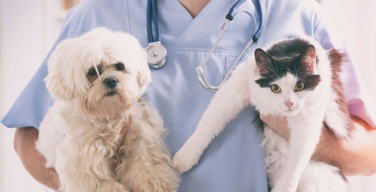 The Pet Care Renaissance: Nurturing Our Furry Friends with Science and Empathy