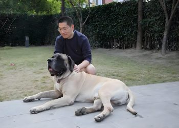 What is active training to train a dog