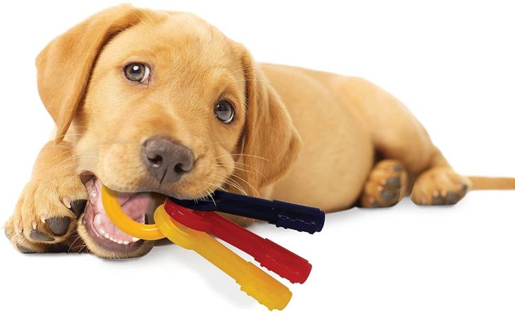 Canine Conundrums: 4 Clever Hacks to Keep Your Pooch Content and Your Home Intact