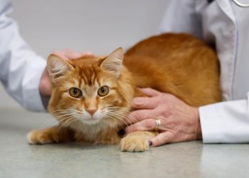 Feline Maternal Instincts: Understanding a Mother Cat’s Awareness