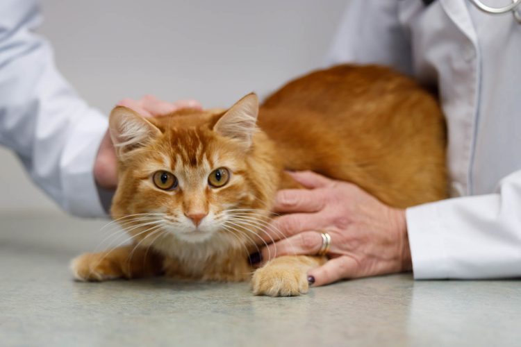 Feline Maternal Instincts: Understanding a Mother Cat’s Awareness