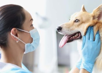 The Canine Conundrum: Distinguishing and Treating Sprains and Fractures