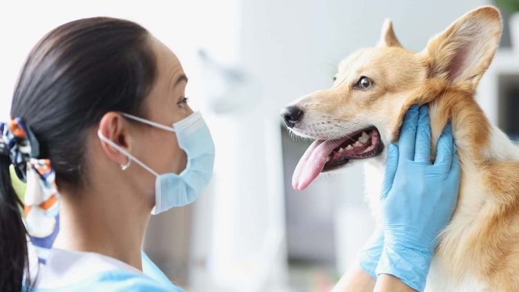 The Canine Conundrum: Distinguishing and Treating Sprains and Fractures
