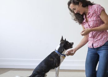 The Art of Training Your Canine Companion: A Guide to Preventing Bites