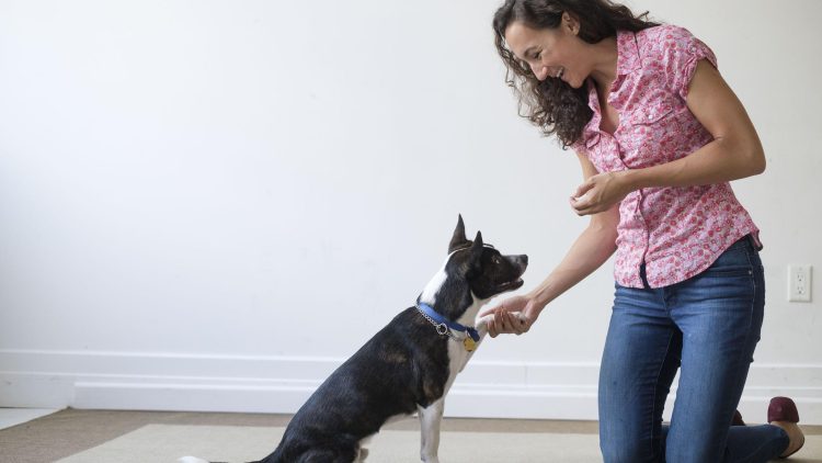 The Art of Training Your Canine Companion: A Guide to Preventing Bites