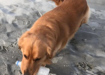 Train Golden Retriever to pick up a drink bottle in two easy steps!