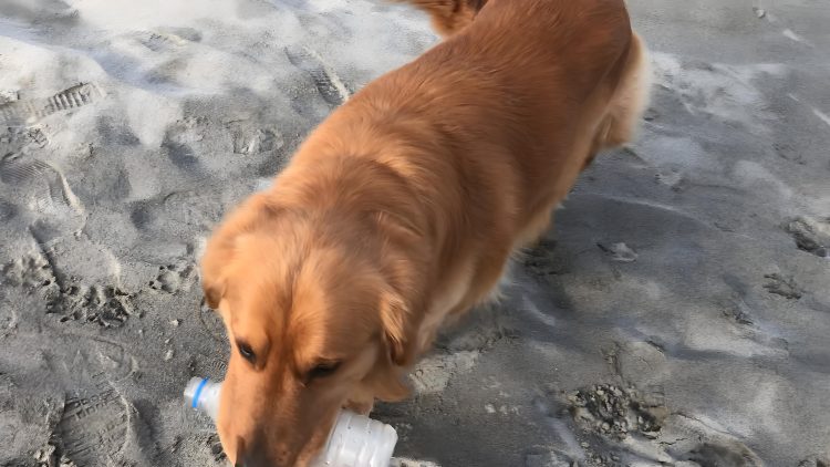 Train Golden Retriever to pick up a drink bottle in two easy steps!