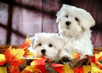 Let’s take a look at how to train Bichon Frise