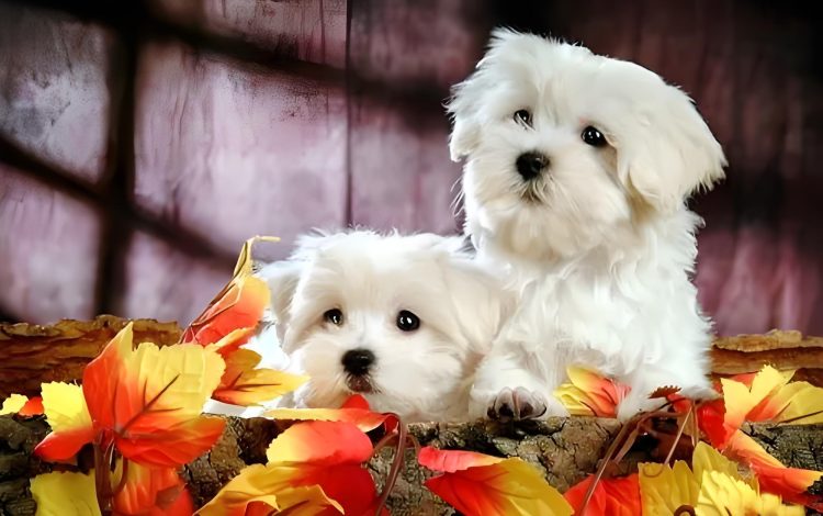 Let’s take a look at how to train Bichon Frise