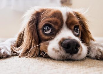 Navigating Canine Conjunctivitis: A Guide to Treating Red Eye in Dogs