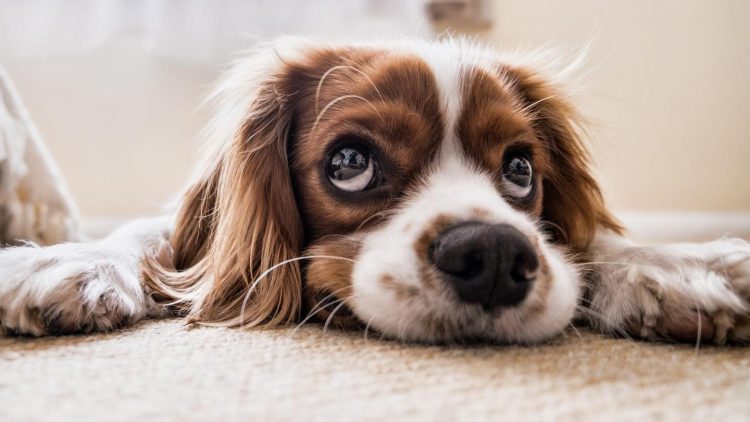Navigating Canine Conjunctivitis: A Guide to Treating Red Eye in Dogs