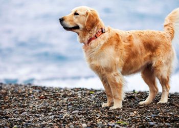 The Lustrous Canine Companions: A Deep Dive into the World of Golden Retrievers