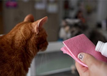 The Scent of Safety: Choosing Pet-Friendly Odor Eliminators