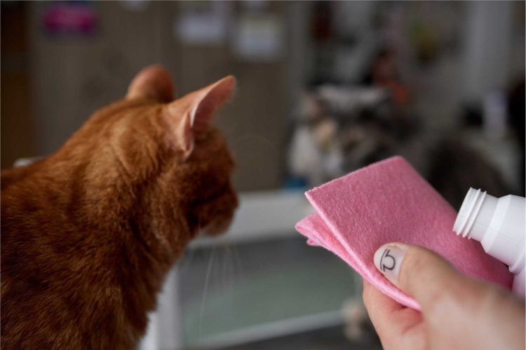 The Scent of Safety: Choosing Pet-Friendly Odor Eliminators