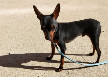 The Tail of Elegance: Understanding the Docking Tradition in Doberman Pinschers