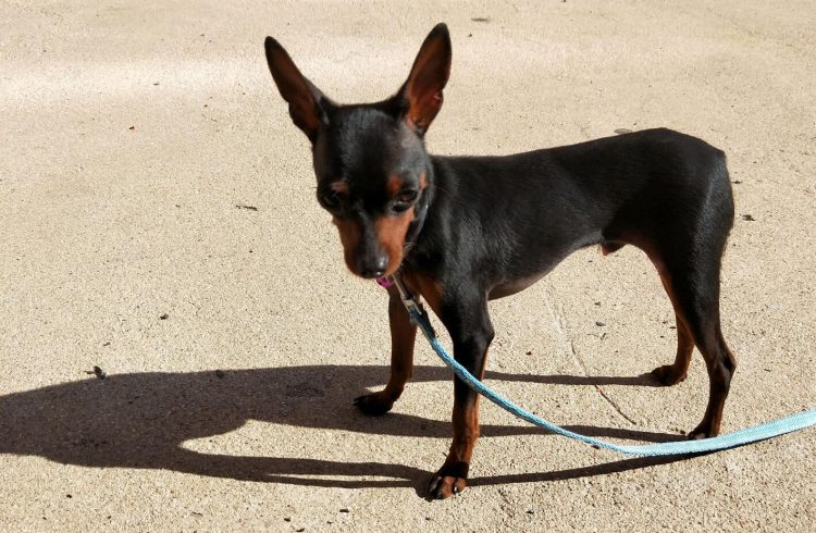 The Tail of Elegance: Understanding the Docking Tradition in Doberman Pinschers