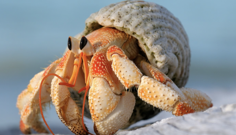 The Enchanted World of Hermit Crabs: A Guide to Care and Companionship