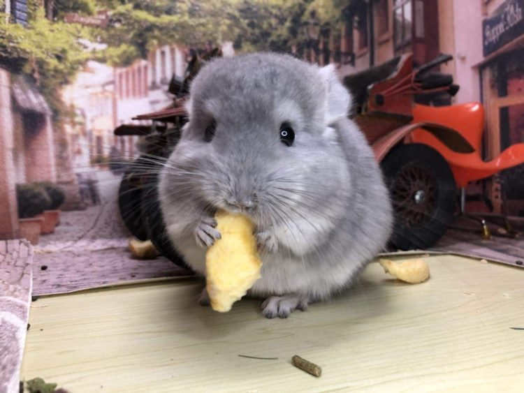 The Longevity of Chinchillas: Understanding the Lifespan and Habitat Needs of These Gentle Creatures