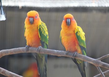 Embracing Feathers and Affection: Unveiling the Cuddling Habits of Sun Conures