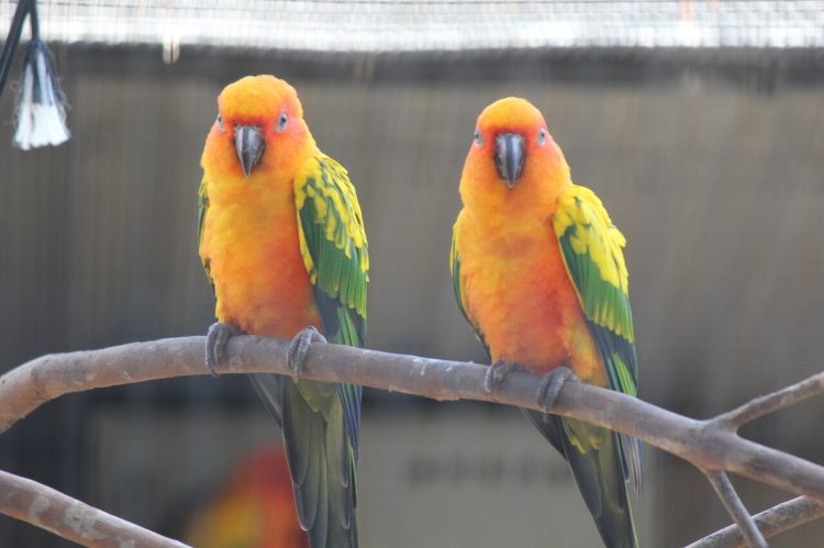 Embracing Feathers and Affection: Unveiling the Cuddling Habits of Sun Conures