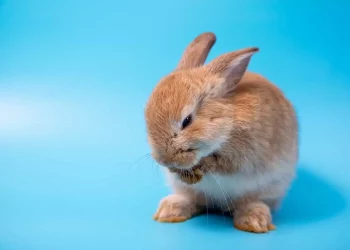 The Petite Pals: A Guide to Dwarf Rabbit Care