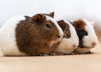 The Art of Raising Guinea Pigs: A Guide to Caring for the Ebony Cavies
